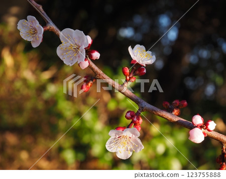 粉色梅花的特寫照片 粉色梅花的特寫照片 123755888