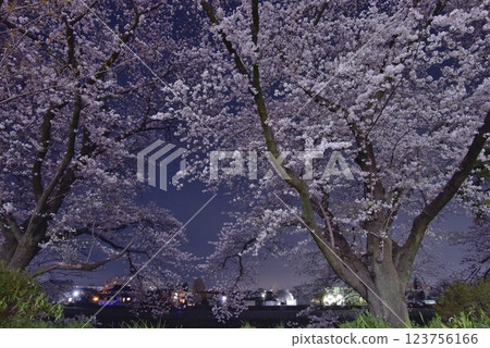 The cherry blossoms along the Iruma Riverside Sakura-lined street in Iruma City, Saitama Prefecture, are in full bloom and illuminated against the night sky with city lights. The cherry blossoms along the Iruma Riverside Sakura-lined street in Iruma City, Saitama Prefecture, are in full bloom and illuminated against the night sky with city lights. 123756166