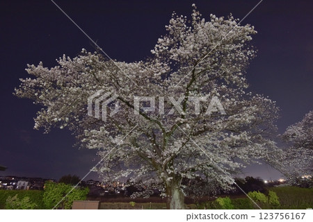 A clear spring night sky and a night of cherry blossom viewing at the Amigo Cultural Creation Atelier in Iruma City, where the cherry blossoms are in full bloom A clear spring night sky and a night of cherry blossom viewing at the Amigo Cultural Creation Atelier in Iruma City, where the cherry blossoms are in full bloom 123756167