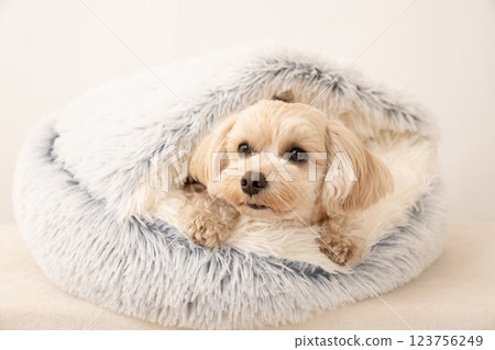 Maltipoo smiling in bed 123756249