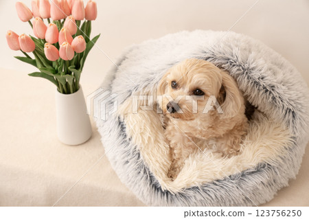 Smiling Maltipoo and pink tulips in bed 123756250