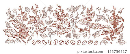 Coffee tree, branch, bean. Engraving outline set 123756317