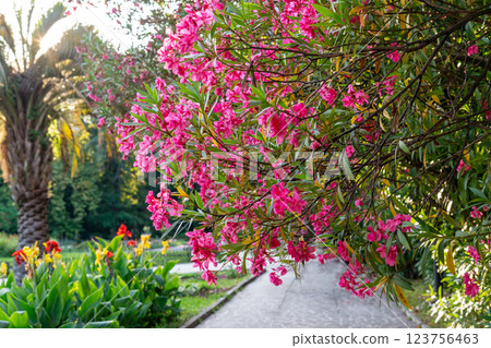 Botanical park with lushly blooming Nerium oleander tree with bright vibrant red pink flowers Botanical Garden Spring blossoming and landscaping concept greeting card Natural background Botanical park with lushly blooming Nerium oleander tree with bright vibrant red pink flowers Botanical Garden Spring blossoming and landscaping concept greeting card Natural background 123756463