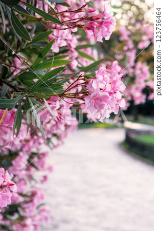 Delicate pink flowers on blossoming common oleander branches in the botanical park or garden Spring blooming Nerium oleander greeting card Natural background Delicate pink flowers on blossoming common oleander branches in the botanical park or garden Spring blooming Nerium oleander greeting card Natural background 123756464