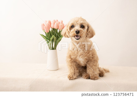 白色背景和鬱金香的微笑馬耳他犬 Kuu-chan 123756471