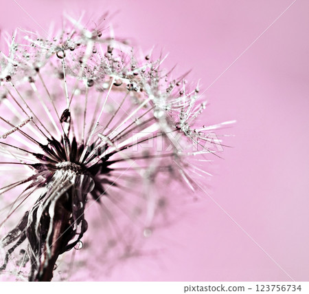 Abstract pink purple background with fluffy flower dandelion in drops of water close up poster design, botanical macro photography, achenes or seeds of dandelion natural pattern Abstract pink purple background with fluffy flower dandelion in drops of water close up poster design, botanical macro photography, achenes or seeds of dandelion natural pattern 123756734