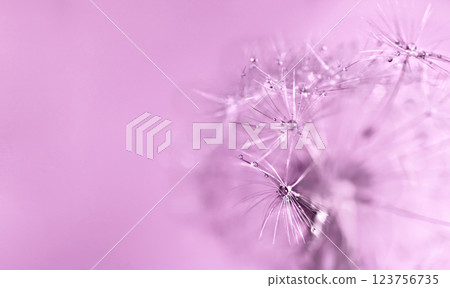 Abstract pink purple background with fluffy flower dandelion in drops of water close up poster design, botanical macro photography, achenes or seeds of dandelion natural pattern Abstract pink purple background with fluffy flower dandelion in drops of water close up poster design, botanical macro photography, achenes or seeds of dandelion natural pattern 123756735