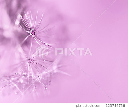 Abstract pink purple background with fluffy flower dandelion in drops of water close up poster design, botanical macro photography, achenes or seeds of dandelion natural pattern Abstract pink purple background with fluffy flower dandelion in drops of water close up poster design, botanical macro photography, achenes or seeds of dandelion natural pattern 123756736
