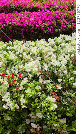 Generated image 123756776