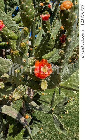 Blooming Prickly Pear cactus flower outdoor 123756777