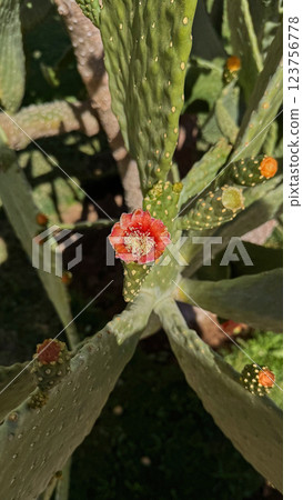 Blooming Prickly Pear cactus flower outdoor Blooming Prickly Pear cactus flower outdoor 123756778