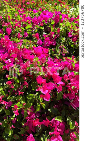 Lush bougainvillea bush with vibrant pink flowers 123756780