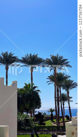 resort beach with palm tree at the coast shore of Red Sea resort beach with palm tree at the coast shore of Red Sea 123756784