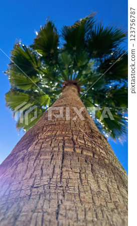 A different angle of a palm tree in the summer 123756787