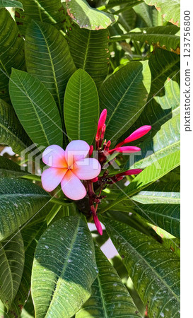Close-up of a pink plumeria flower 123756800