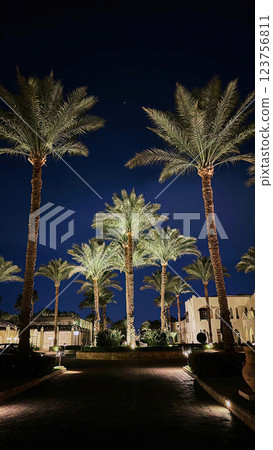 Palm trees on Walking alley in night view outdoor 123756811