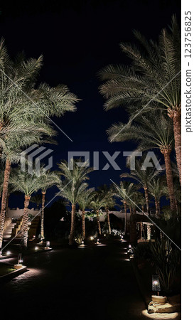 Palm trees on Walking alley in night view outdoor 123756825