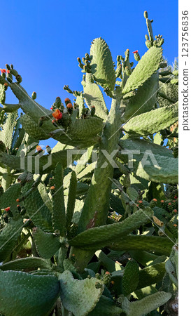 Blooming Prickly Pear cactus flower outdoor Blooming Prickly Pear cactus flower outdoor 123756836
