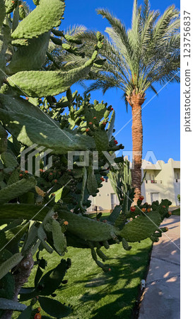 Blooming Prickly Pear cactus flower outdoor Blooming Prickly Pear cactus flower outdoor 123756837