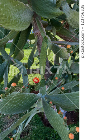 Blooming Prickly Pear cactus flower outdoor Blooming Prickly Pear cactus flower outdoor 123756838