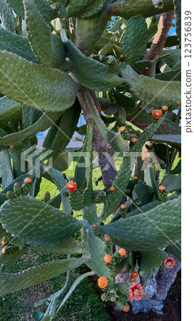 Blooming Prickly Pear cactus flower outdoor Blooming Prickly Pear cactus flower outdoor 123756839