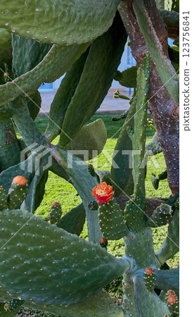 Blooming Prickly Pear cactus flower outdoor Blooming Prickly Pear cactus flower outdoor 123756841