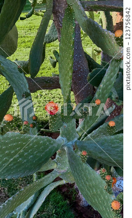 Blooming Prickly Pear cactus flower outdoor Blooming Prickly Pear cactus flower outdoor 123756842