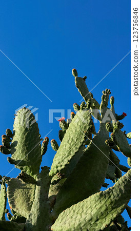 Blooming Prickly Pear cactus flower outdoor Blooming Prickly Pear cactus flower outdoor 123756846