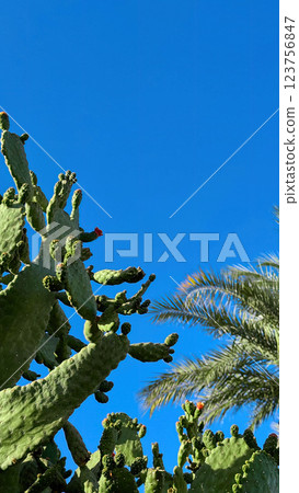 Blooming Prickly Pear cactus flower outdoor 123756847