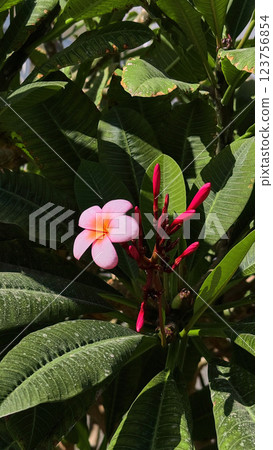 Close-up of a pink plumeria flower Close-up of a pink plumeria flower 123756854