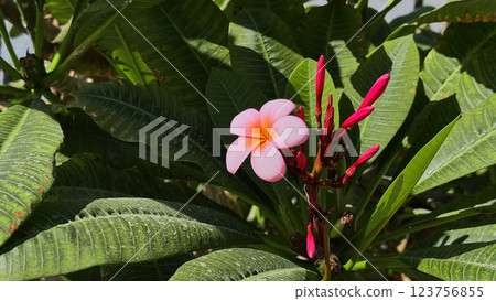 Close-up of a pink plumeria flower 123756855