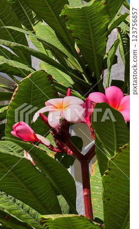 Close-up of a pink plumeria flower 123756857