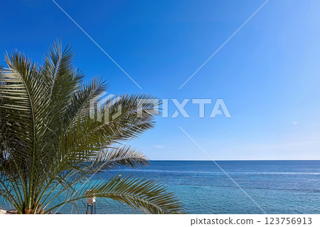 Palm leaves against the blue sky and Red sea Palm leaves against the blue sky and Red sea 123756913