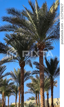 Tall palms swaying gently in the tropical breeze 123756927
