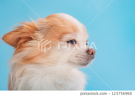Chihuahua dog breed white with red color profile on a blue background. 123756968