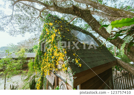 Wood house with yellow flower 123757410