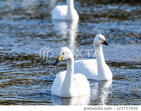 Graceful and beautiful swans wintering on the Arakawa River in the Tokyo metropolitan area 123757450