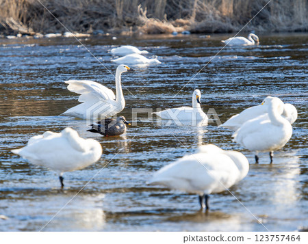 Graceful and beautiful swans wintering on the Arakawa River in the Tokyo metropolitan area 123757464