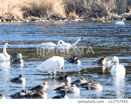 東京都荒川上過冬的優雅美麗的天鵝 123757485