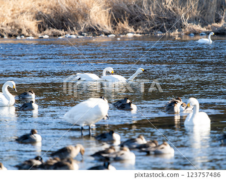 東京都荒川上過冬的優雅美麗的天鵝 東京都荒川上過冬的優雅美麗的天鵝 123757486