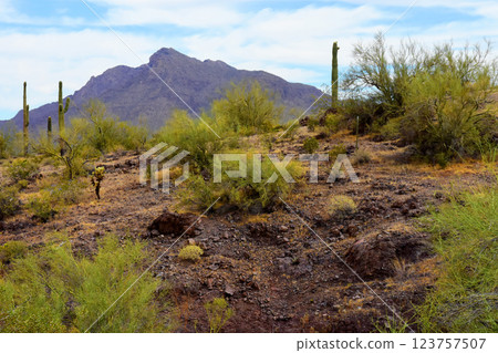 Sonora Desert Arizona Picacho Peak State Park 123757507