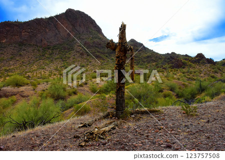 Sonora Desert Arizona Picacho Peak State Park Sonora Desert Arizona Picacho Peak State Park 123757508