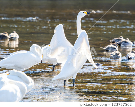 東京都荒川上過冬的優雅美麗的天鵝拍打著翅膀 123757562