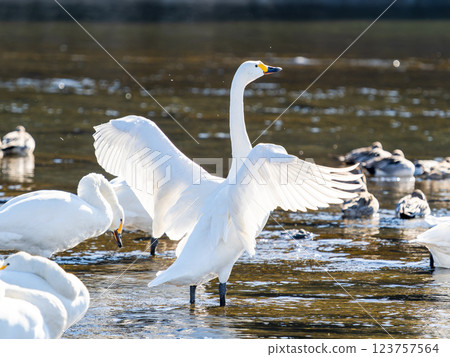 Graceful and beautiful swans overwintering on the Arakawa River in the Tokyo metropolitan area flapping their wings Graceful and beautiful swans overwintering on the Arakawa River in the Tokyo metropolitan area flapping their wings 123757564