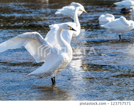 東京都荒川上過冬的優雅美麗的天鵝拍打著翅膀 123757571