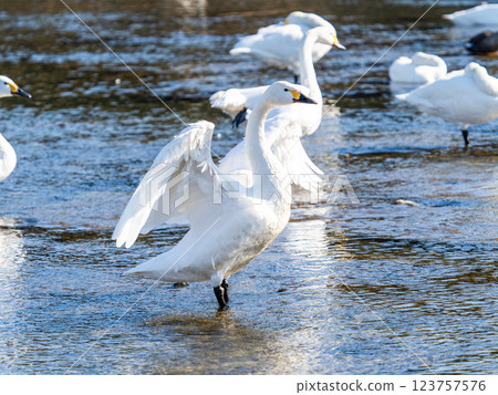 Graceful and beautiful swans overwintering on the Arakawa River in the Tokyo metropolitan area flapping their wings Graceful and beautiful swans overwintering on the Arakawa River in the Tokyo metropolitan area flapping their wings 123757576