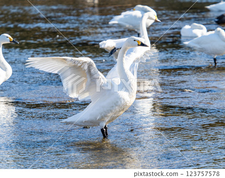 Graceful and beautiful swans overwintering on the Arakawa River in the Tokyo metropolitan area flapping their wings Graceful and beautiful swans overwintering on the Arakawa River in the Tokyo metropolitan area flapping their wings 123757578