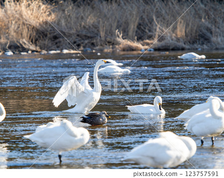 Graceful and beautiful swans overwintering on the Arakawa River in the Tokyo metropolitan area flapping their wings Graceful and beautiful swans overwintering on the Arakawa River in the Tokyo metropolitan area flapping their wings 123757591
