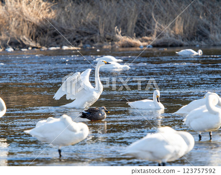 Graceful and beautiful swans overwintering on the Arakawa River in the Tokyo metropolitan area flapping their wings Graceful and beautiful swans overwintering on the Arakawa River in the Tokyo metropolitan area flapping their wings 123757592