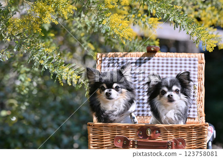 Two friendly Chihuahuas in a basket with mimosa in the background, perfect for Instagram. Spring design Two friendly Chihuahuas in a basket with mimosa in the background, perfect for Instagram. Spring design 123758081